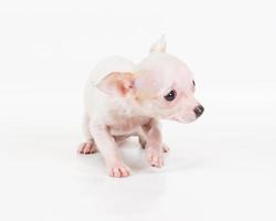 Funny puppy Chihuahua poses on a white background photo