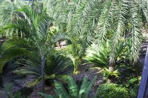 jardín tropical nong nooch foto