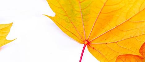 Bright colorful autumn leaves. maple photo
