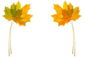Bright colorful autumn leaves. nature photo