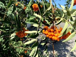 A bunch of Rowan berry on a tree. Thick fruits of rowan berry photo