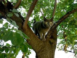 un gato gris está parado en un árbol. foto