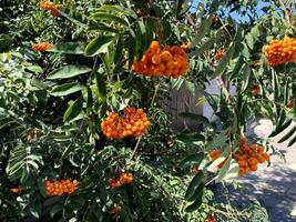 A bunch of Rowan on a tree. Thick fruits of rowan photo