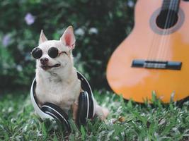 feliz perro chihuahua de pelo corto marrón con gafas de sol y auriculares alrededor del cuello, sentado con guitarra acústica sobre hierba verde en el jardín foto