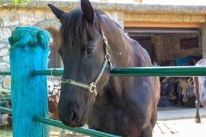 retrato de caballo. cabeza de caballo en la granja foto