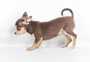 Cachorro de chocolate y chihuahua blanco, de 8 semanas de edad, parado frente a un fondo blanco foto