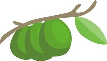 Green avocado on tree, illustration, vector on white background