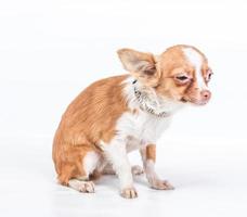 gracioso cachorro chihuahua posa sobre un fondo blanco foto