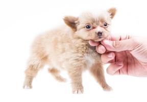 Funny puppy Chihuahua poses on a white background photo