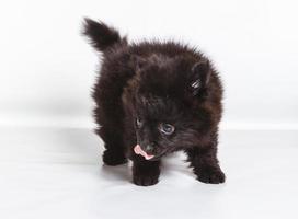 Spitz puppy in front of white background . Pomeranian dog isolated on a white background photo