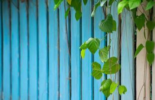 frente de hoja con fondo de cerca de madera foto