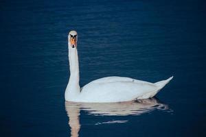 White swan on blue water background photo