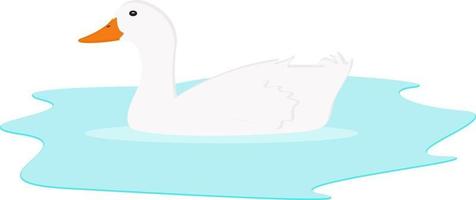 White duck in the water, illustration, vector on a white background.