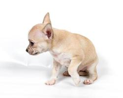 Chihuahua puppy in front of white background photo