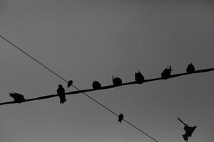 palomas en alambre. palomas contra el fondo del cielo gris. un montón de pájaros foto