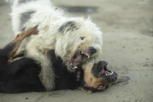 pelea de perros peleas de animales mordedura de mascota lucha de bestias. foto