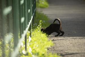 Black kitten on sunny track. Kitten playing in yard. Homeless pet is hunting. photo