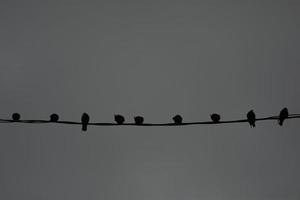 Pigeons on wire. Pigeons against background of gray sky. Lots of birds. photo