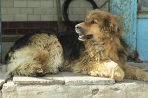 Stray dog on street. Pet in town. photo