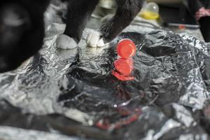 Red cap rests on foil and cat walks. Reflection of object in metal layer. photo