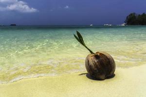 Coconut on a sunny sandy beach photo