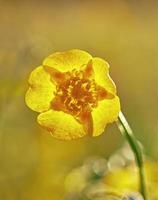 Yellow buttercup flower photo