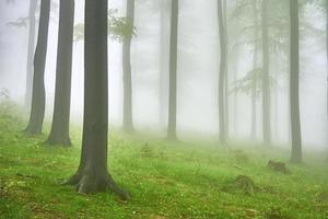 Beech forest  in fog photo