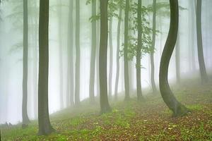 bosque de hayas y árbol torcido foto