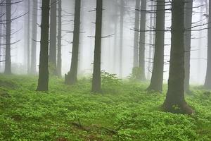 bosque de abetos y niebla foto