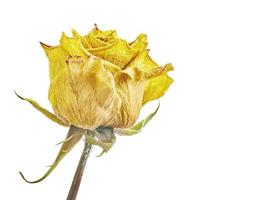 Dry yellow roses photo