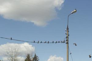 Pigeons on wires. Birds sit on power line. photo