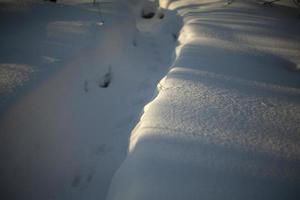 luz en la nieve. detalles de la naturaleza invernal. tonos fríos. foto
