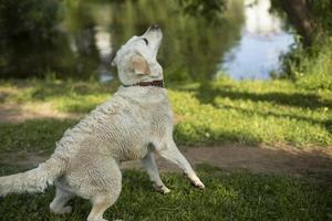 el perro se prepara para saltar por la pelota. perro en la naturaleza en verano. foto