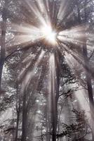 Sun ray and forest photo