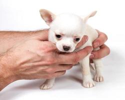 cachorro chihuahua delante de un fondo blanco foto