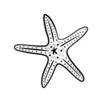 conjunto de estrellas de mar conchas artbo vector