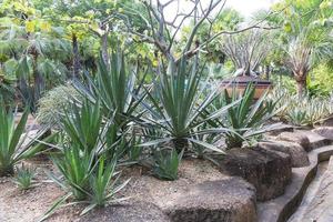 jardín tropical nong nooch foto