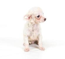 Funny puppy Chihuahua poses on a white background photo