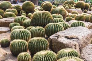 Nong Nooch tropical garden photo