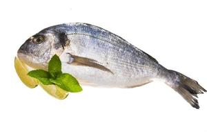 Fresh raw dorada photo