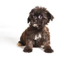 Puppy yorkshire terrier on the white background photo