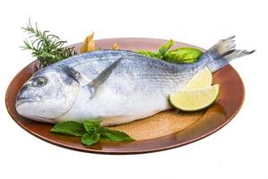 Fresh raw dorada photo