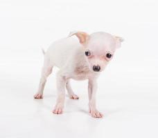 Funny puppy Chihuahua poses on a white background photo