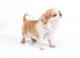 Funny puppy Chihuahua poses on a white background photo