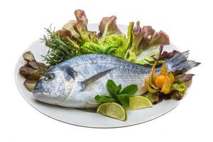 Fresh raw dorada photo