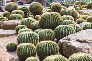 Nong Nooch tropical garden photo