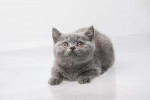 Scottish fold cat photo