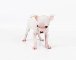Funny puppy Chihuahua poses on a white background photo