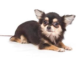 Funny puppy Chihuahua poses on a white background photo