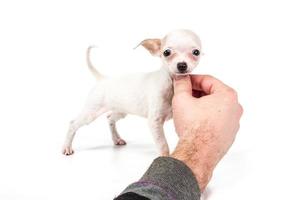 Funny puppy Chihuahua poses on a white background photo